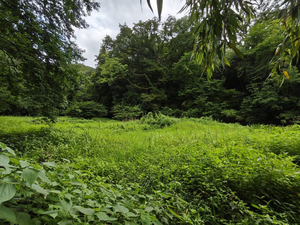神奈川県秦野市の谷津湧水付近の草むらの写真。